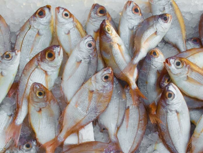 pesca