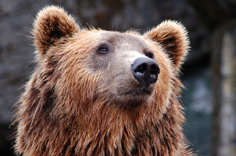 In Trentino i forestali potranno dotarsi di spray anti-orso