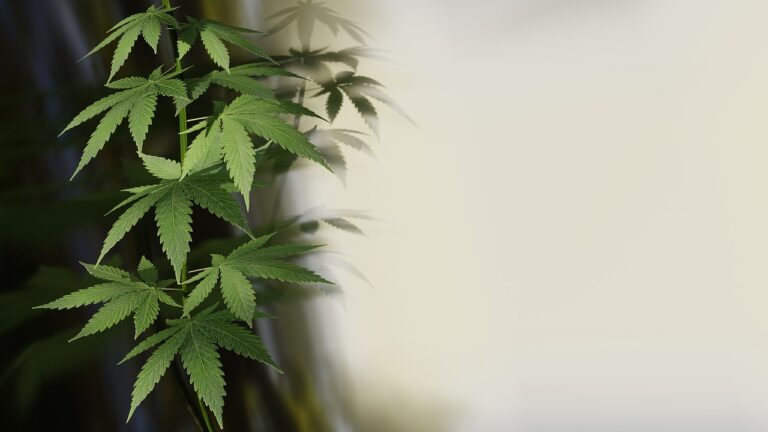 A che punto è il ddl Sicurezza (con dentro la cannabis light)